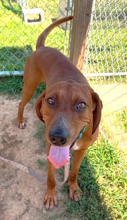 Enlarge Please Help Pawley (TN), a ADOPTABLE Redbone Coonhound in Knoxville, TN image 1/2