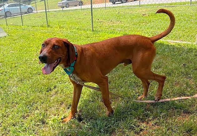 Enlarge Please Help Pawley (TN), a ADOPTABLE Redbone Coonhound in Knoxville, TN image 2/2