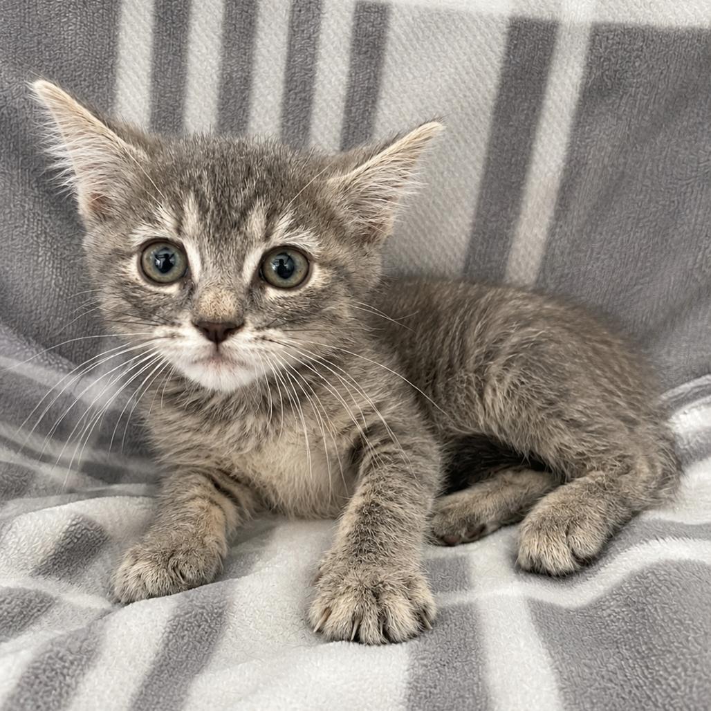 Kay, Adoptable, Kitten Female Domestic Short Hair.