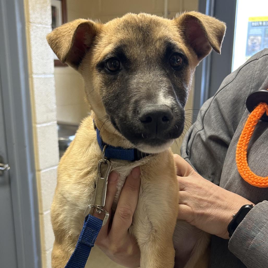 Falcon, Adoptable, Puppy Male Mixed Breed.