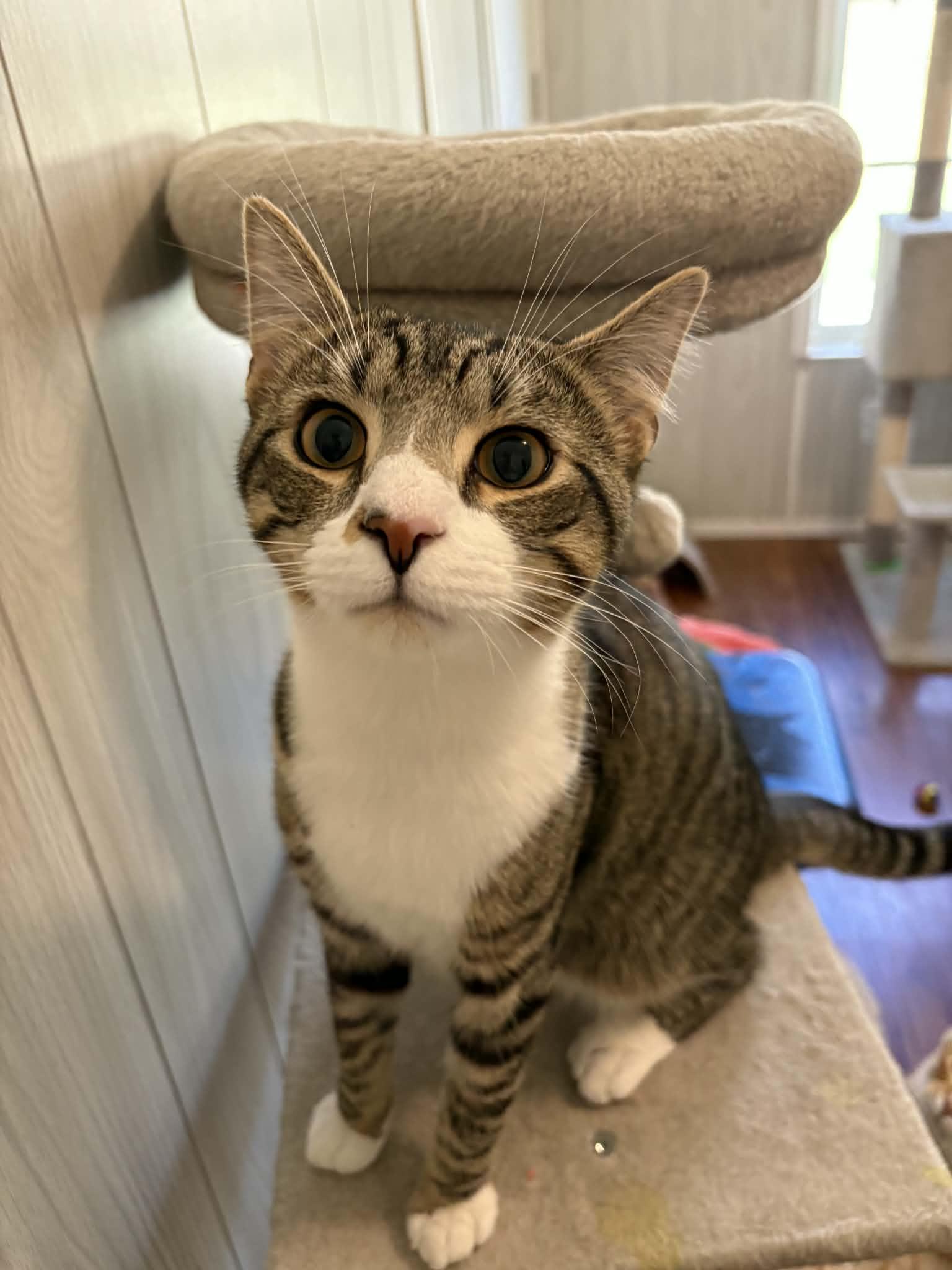 Felix, adopted, Young Male Domestic Short Hair.