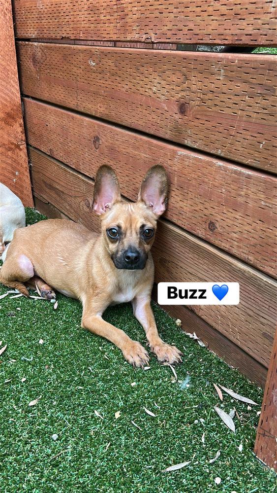 Buzz, Adoptable, Adult Male Chihuahua & Dachshund.