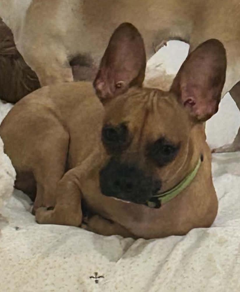 Enlarge Buzz, a Adoptable mixed breed in ventura, CA image 2/2