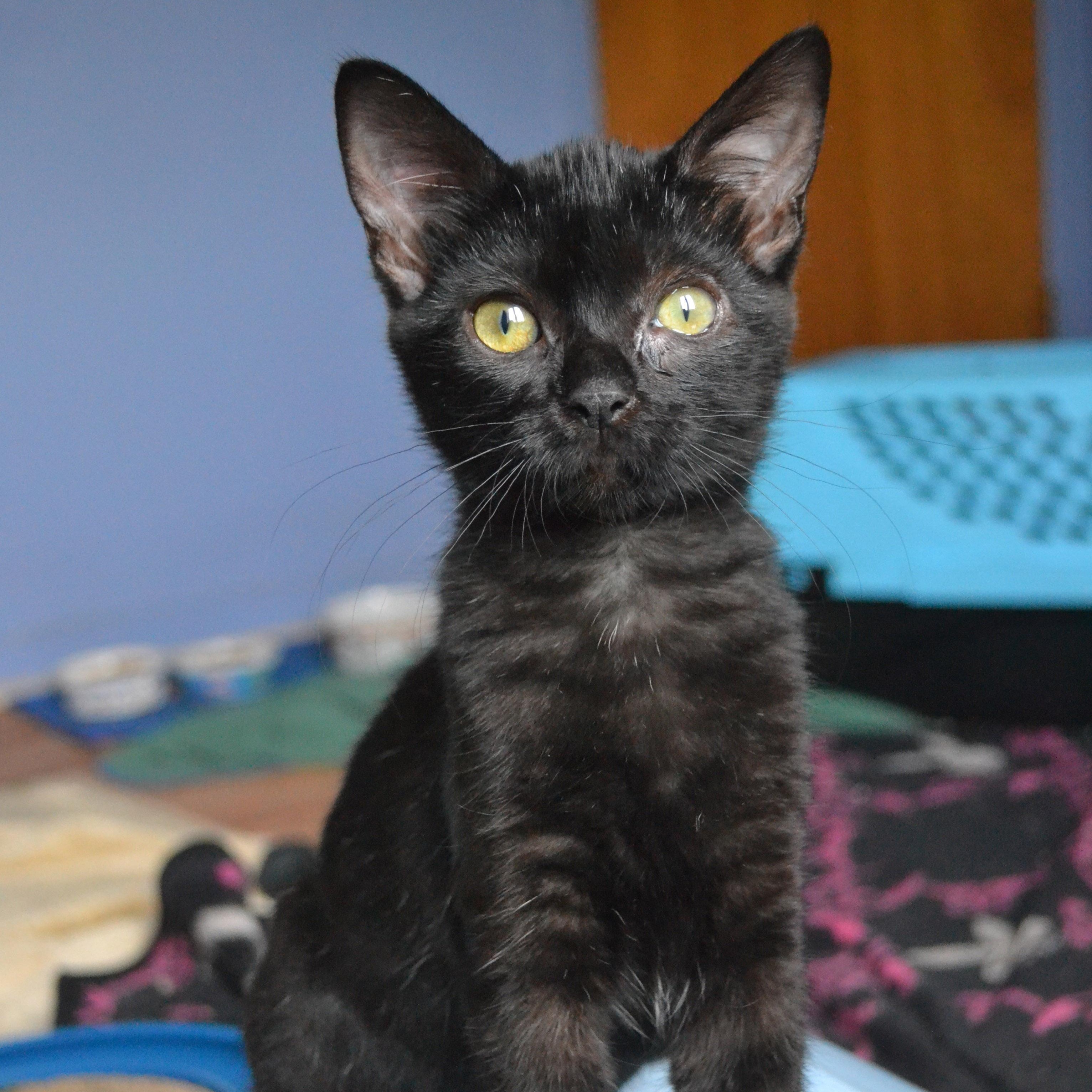 Gélule, Baby Female Domestic Short Hair