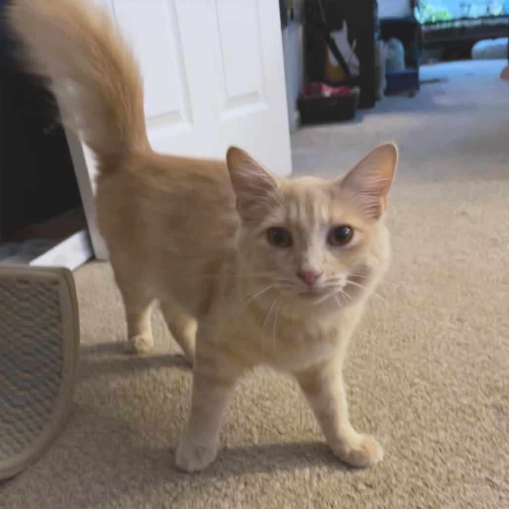 Enlarge Mimosa, a Adoptable Domestic Long Hair in Durham, NC image 1/6