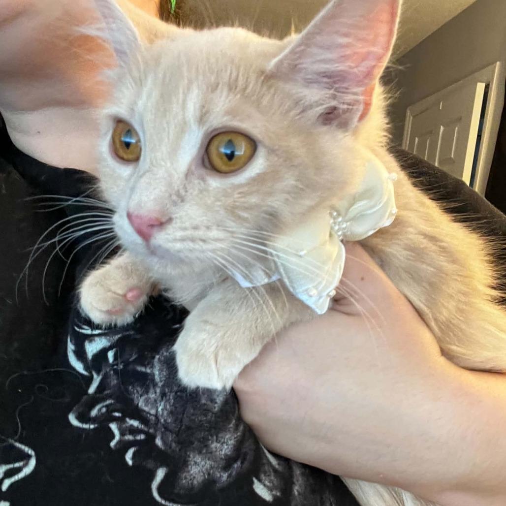 Enlarge Mimosa, a Adoptable Domestic Long Hair in Durham, NC image 2/6