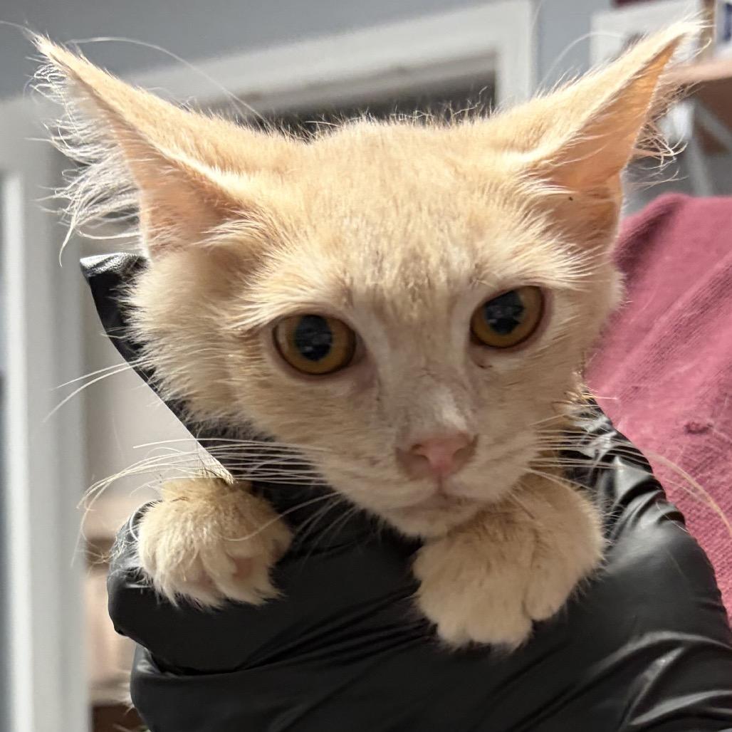 Enlarge Mimosa, a Adoptable Domestic Long Hair in Durham, NC image 3/6
