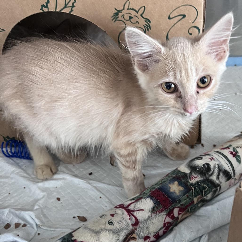 Enlarge Mimosa, a Adoptable Domestic Long Hair in Durham, NC image 4/6