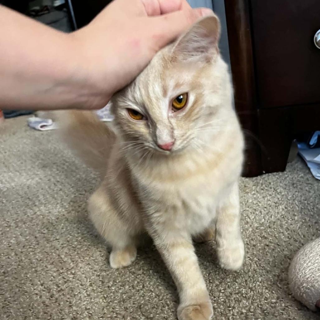 Enlarge Mimosa, a Adoptable Domestic Long Hair in Durham, NC image 5/6