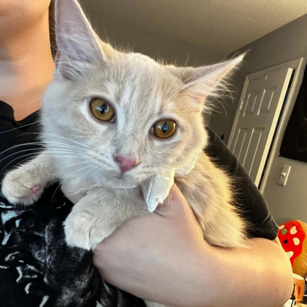 Enlarge Mimosa, a Adoptable Domestic Long Hair in Durham, NC image 6/6