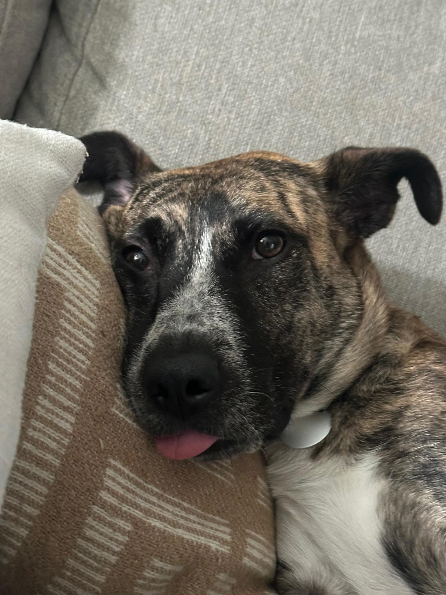 Enlarge Tanya, a Adoptable mixed breed in Austin, TX image 6/6