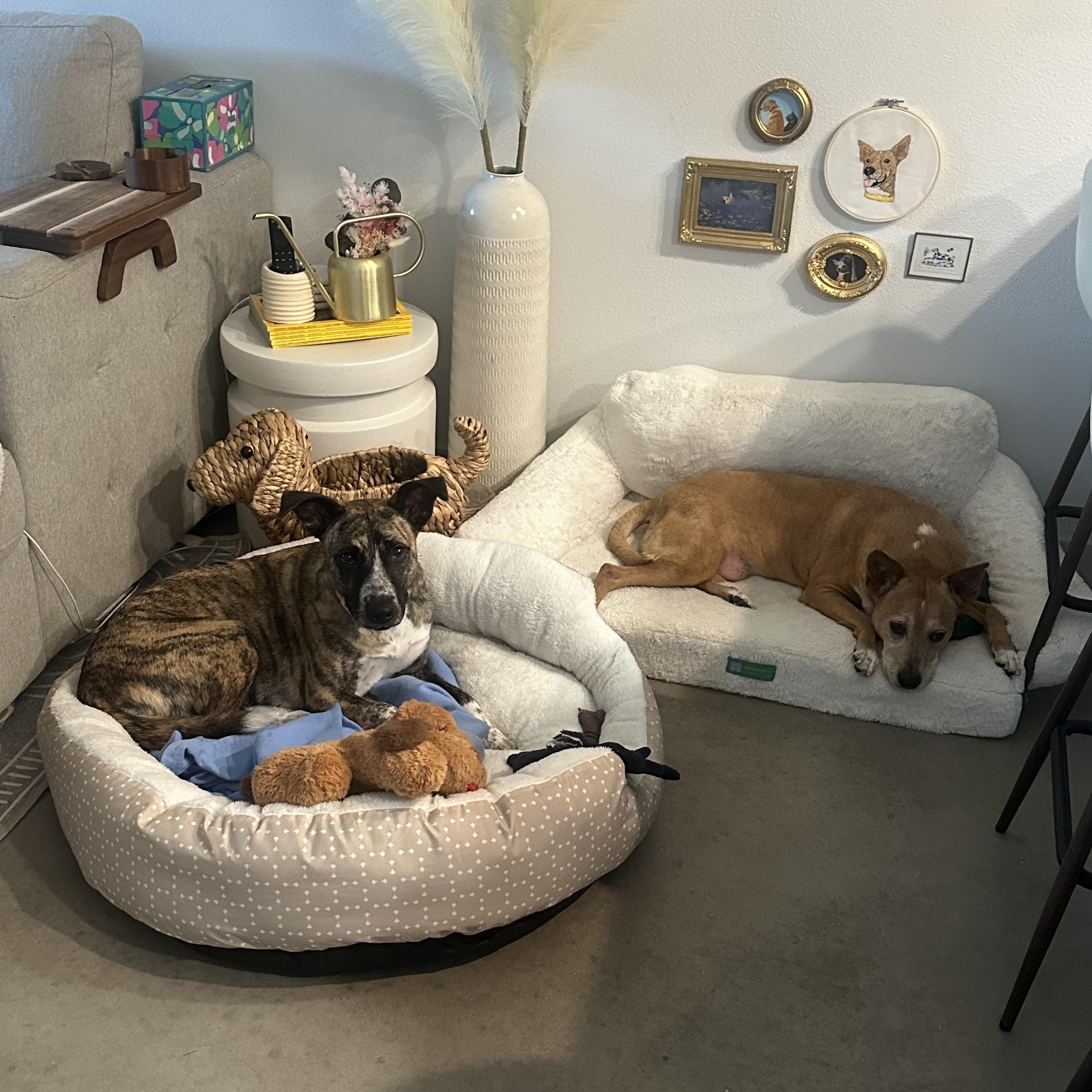 Tanya, a ADOPTABLE mixed breed in Austin, TX image 3/6