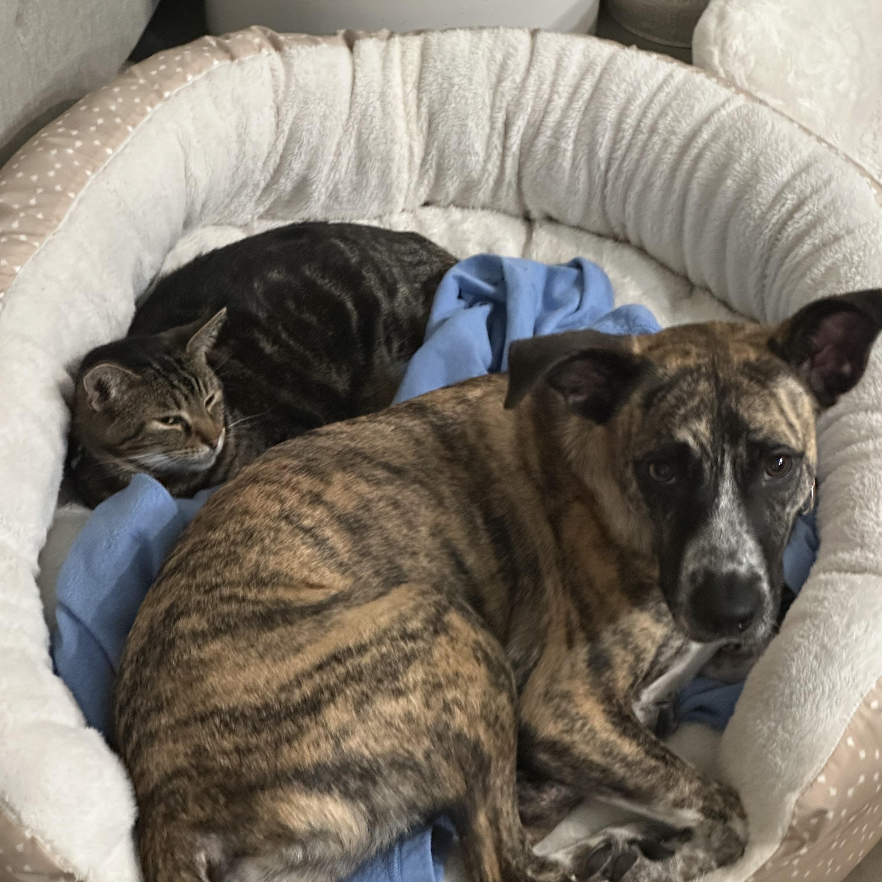 Tanya, a ADOPTABLE mixed breed in Austin, TX image 4/6