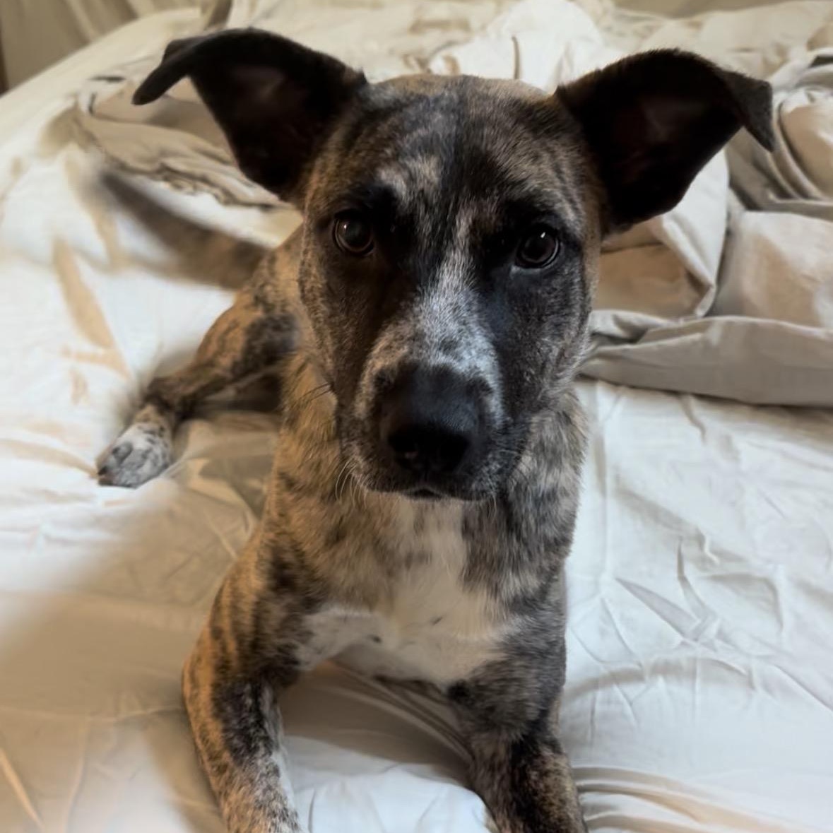 Tanya, ADOPTABLE, Adult Female Plott Hound & Dutch Shepherd.
