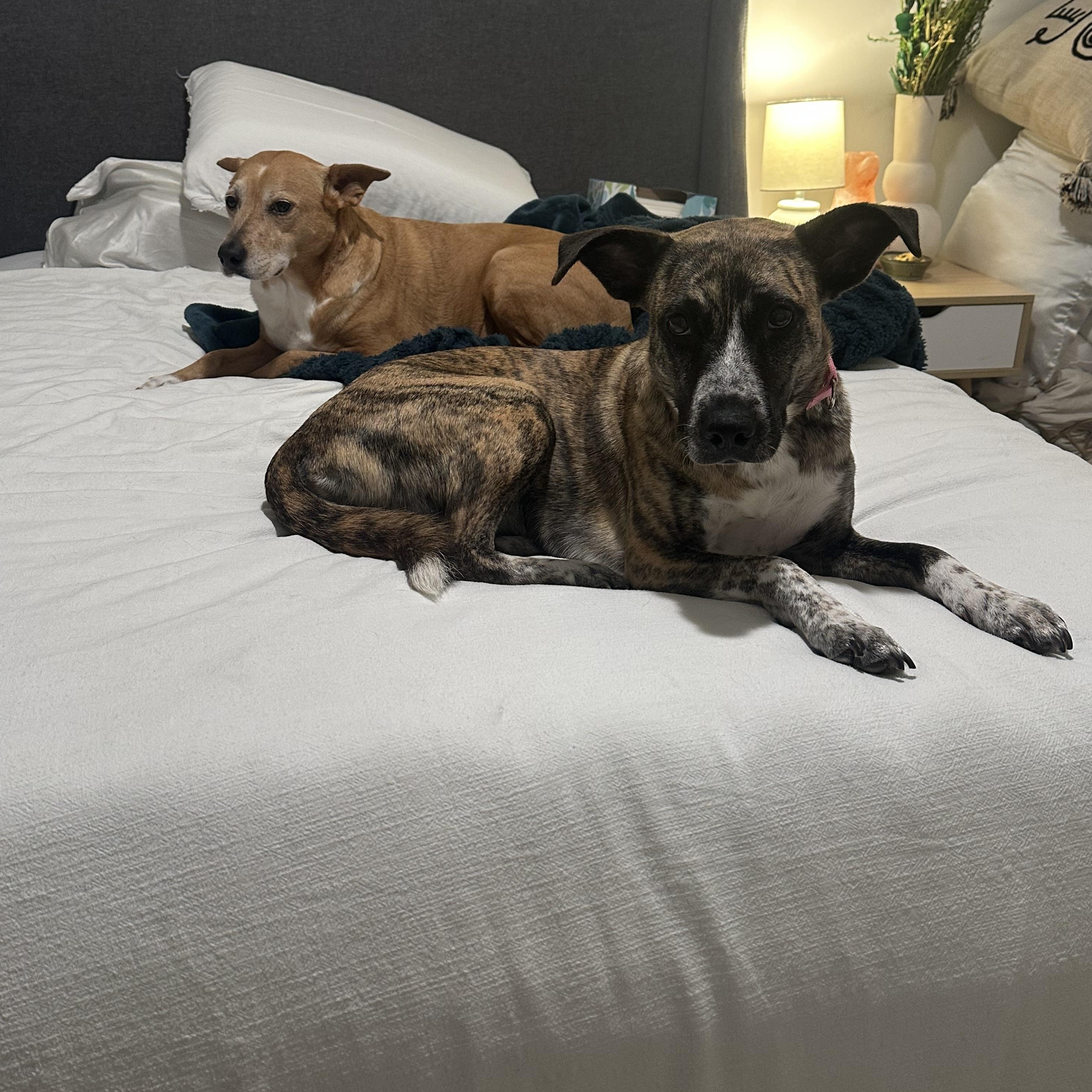 Tanya, a ADOPTABLE mixed breed in Austin, TX image 6/6