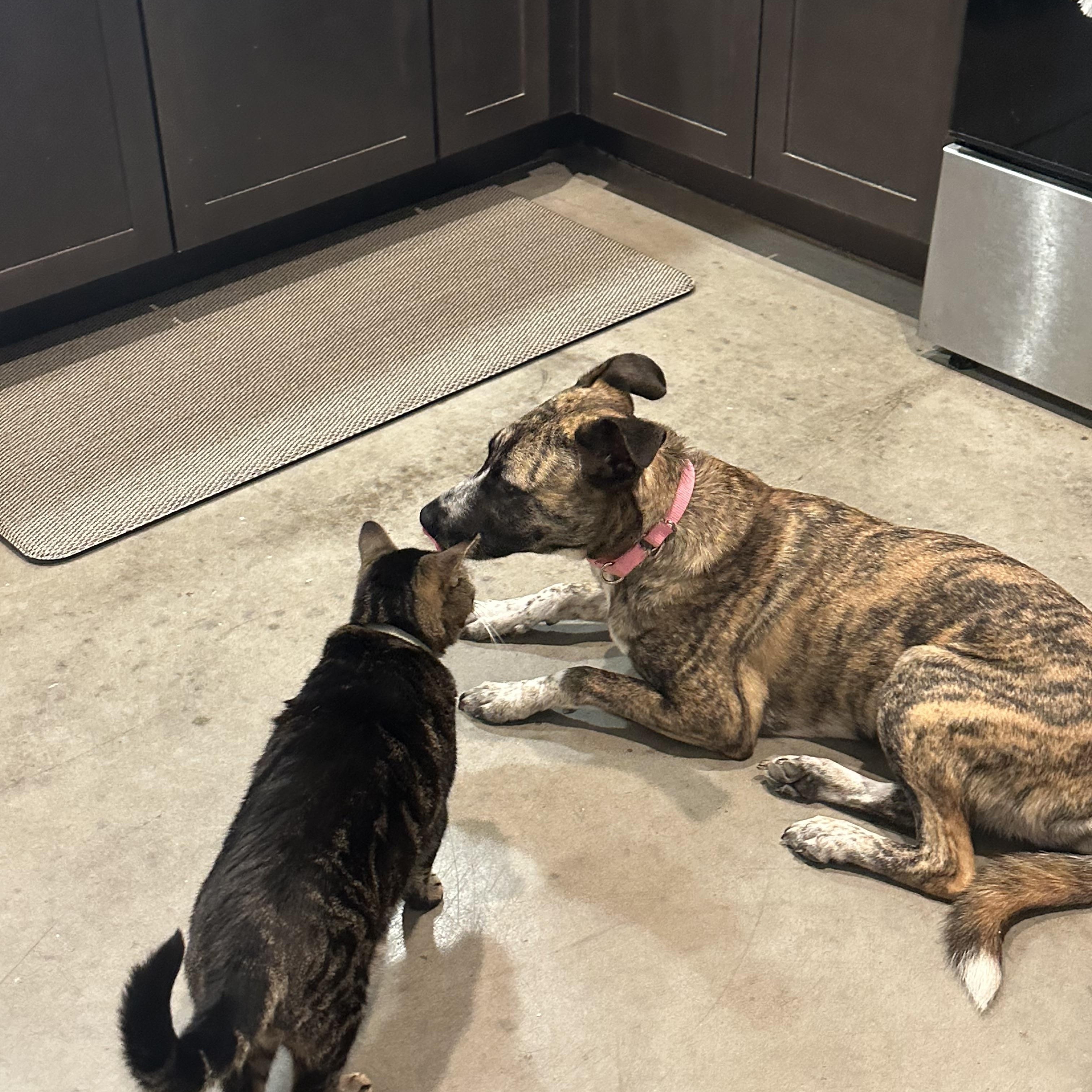 Tanya, a ADOPTABLE mixed breed in Austin, TX image 2/6