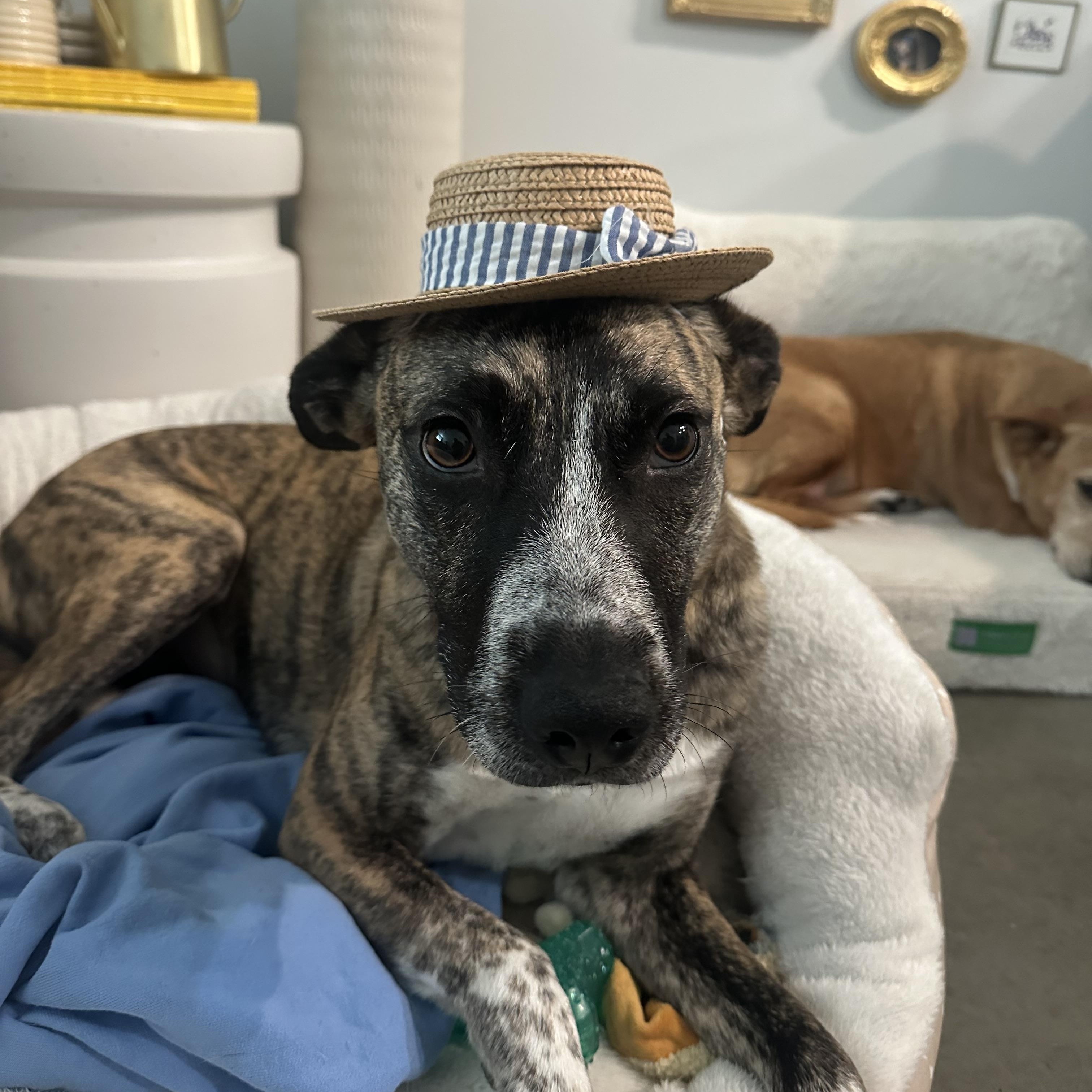 Tanya, ADOPTABLE, Adult Female Plott Hound & Dutch Shepherd.