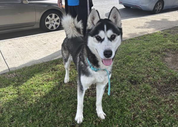 Enlarge Apollo, a Adoptable mixed breed in San Gabriel, CA image 1/4