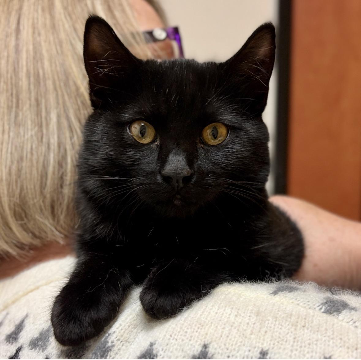 Enlarge Dixie, a Adopted Domestic Short Hair in Sonora, CA image 1/1