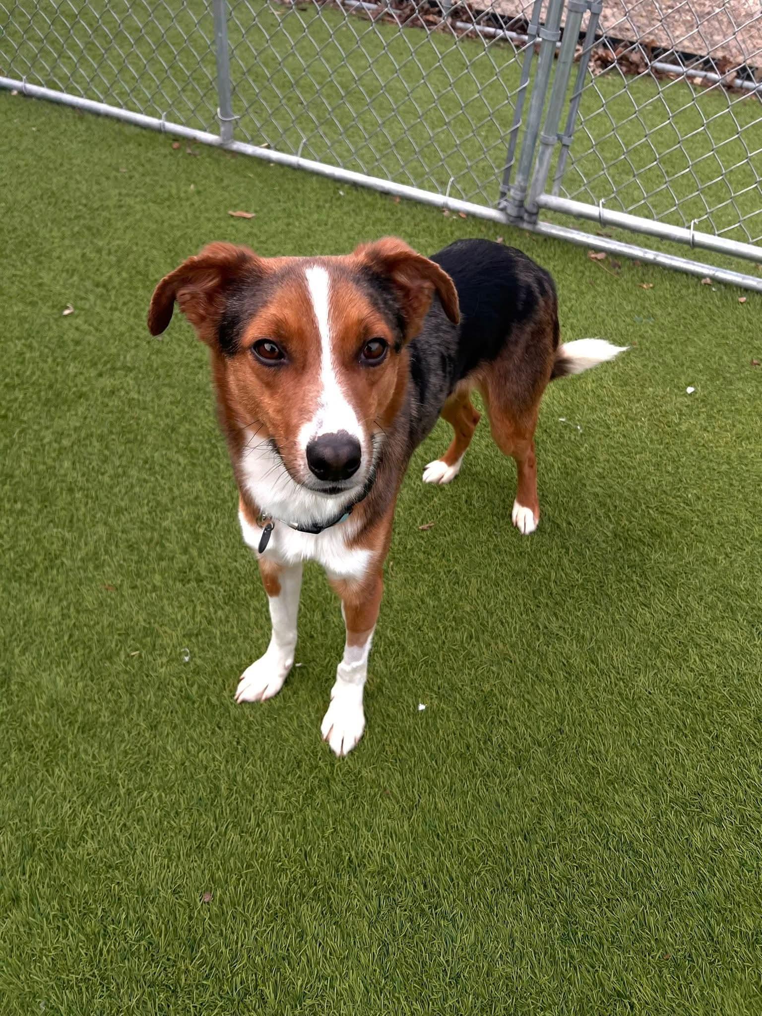 Lenny, Adoptable, Adult Male Australian Shepherd & Beagle.
