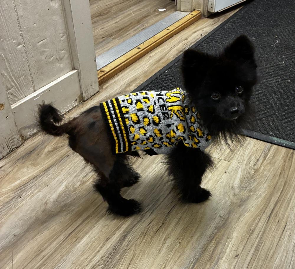 Blane, Adoptable, Young Male Pomeranian.