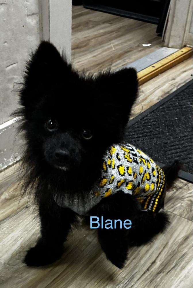 Enlarge Blane, a Adoptable Pomeranian in Fremont, NE image 2/2