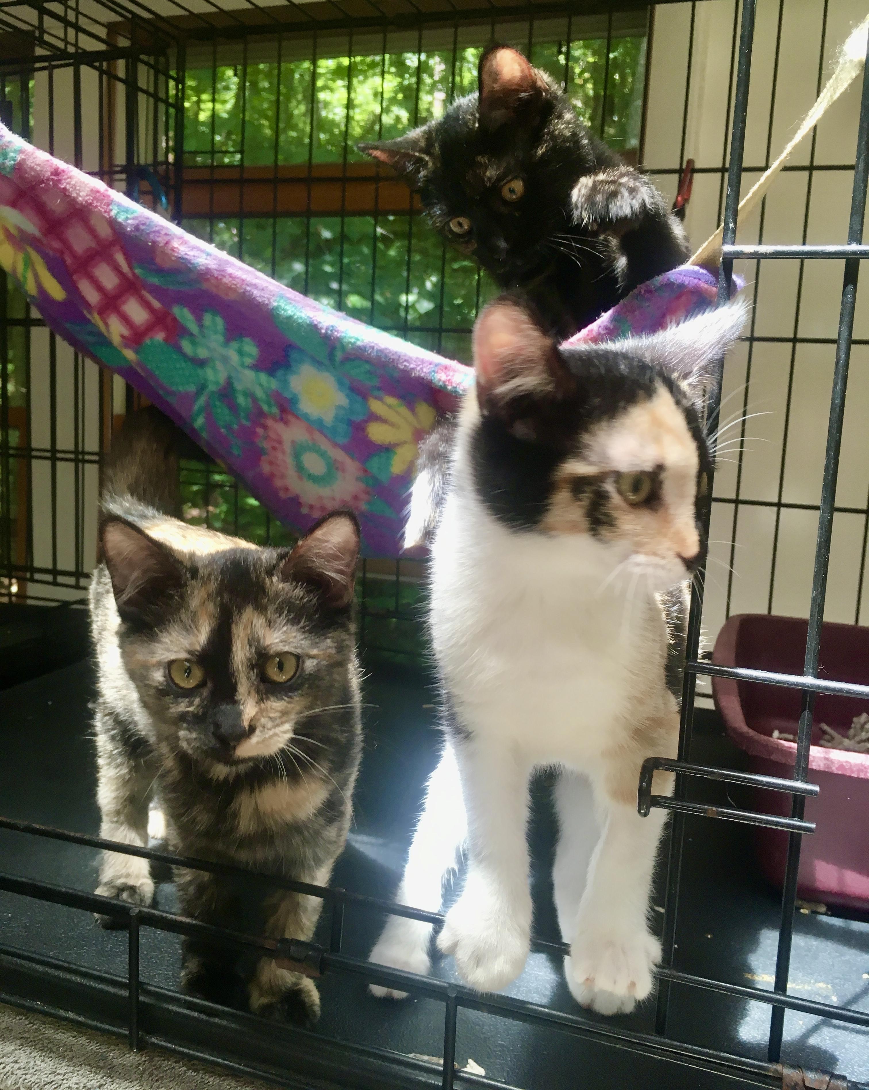 Enlarge Misty, a Adopted mixed breed in Leicester, NC image 1/3