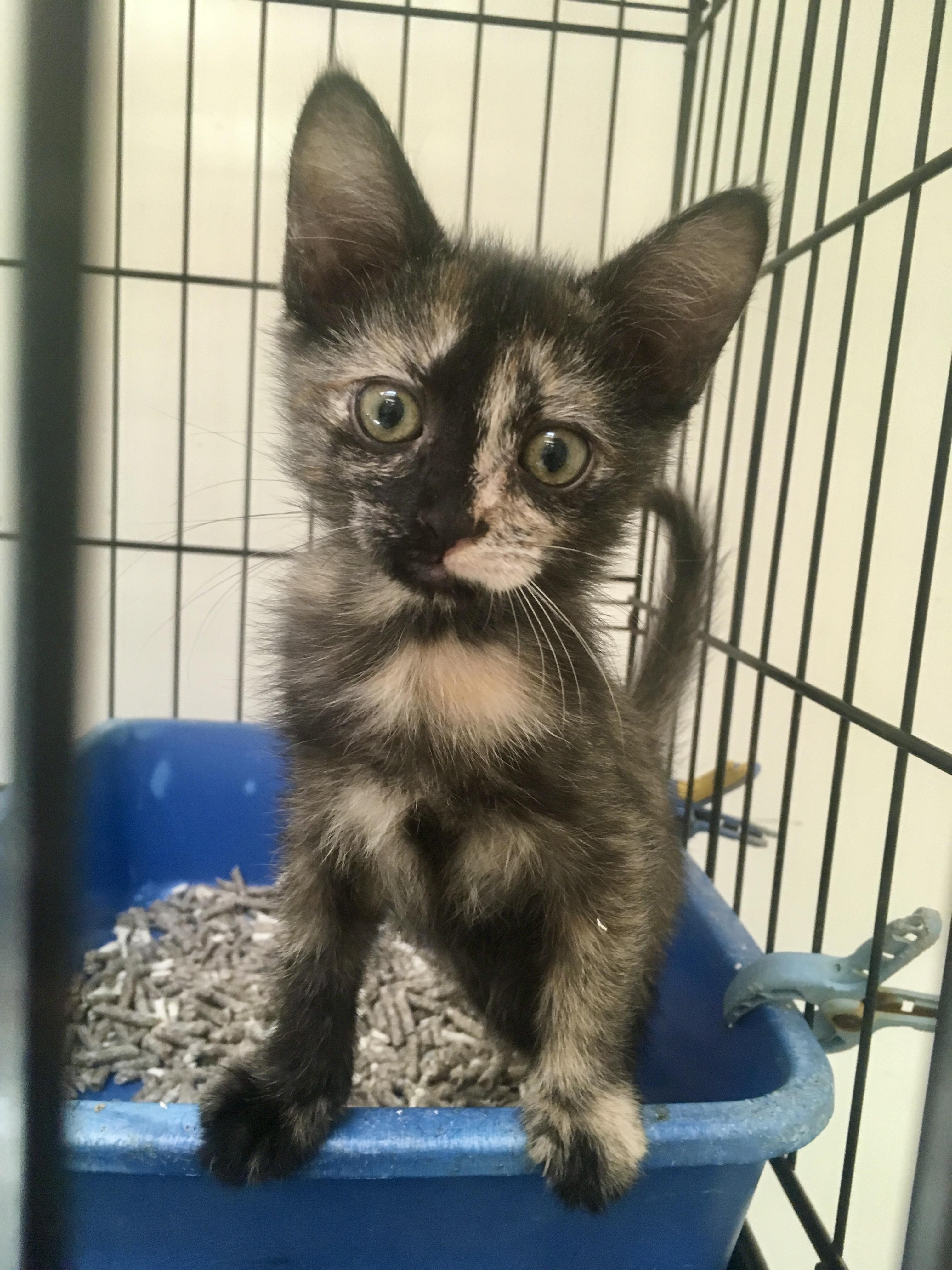 Enlarge Misty, a Adopted mixed breed in Leicester, NC image 2/3