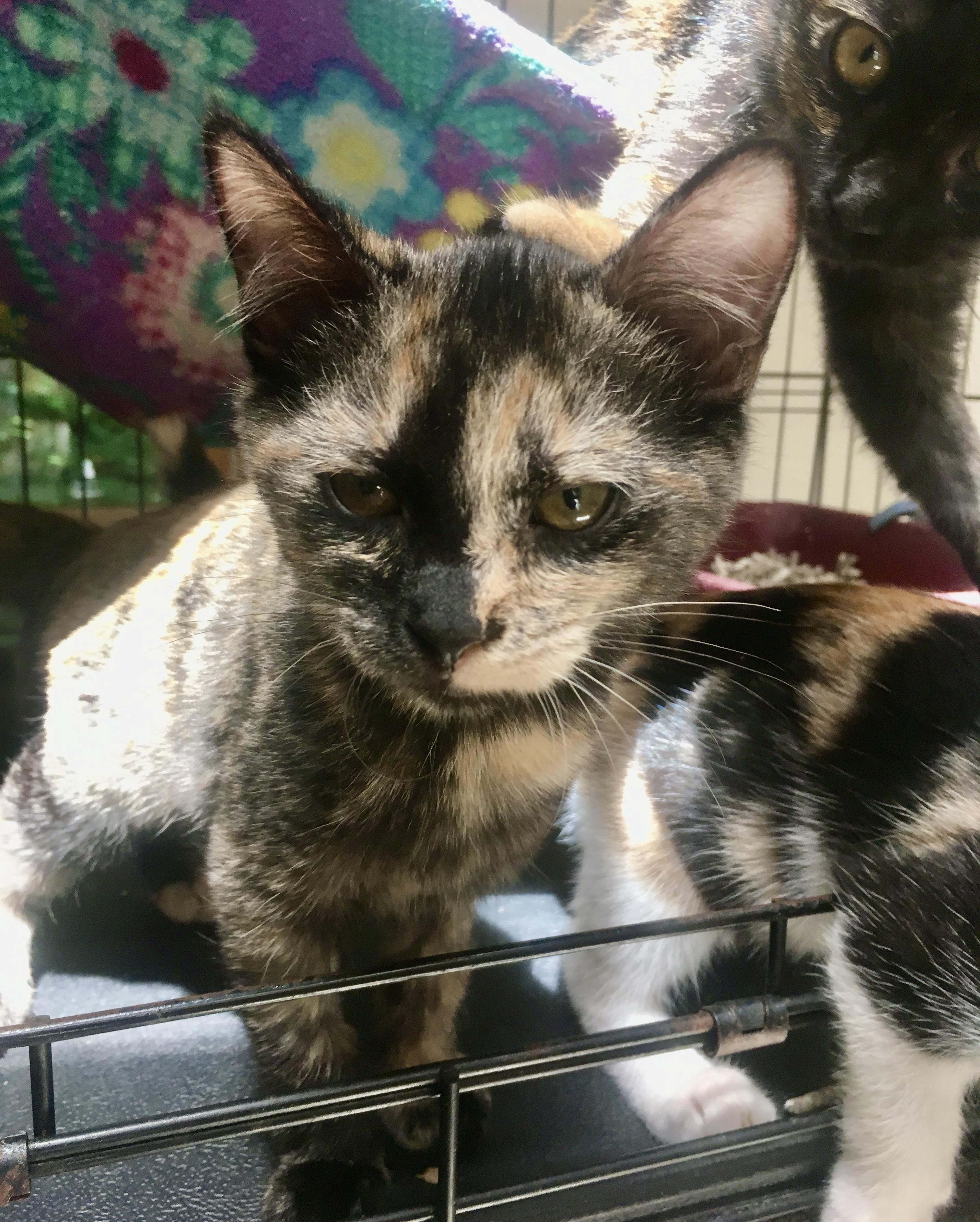 Enlarge Misty, a Adopted mixed breed in Leicester, NC image 3/3