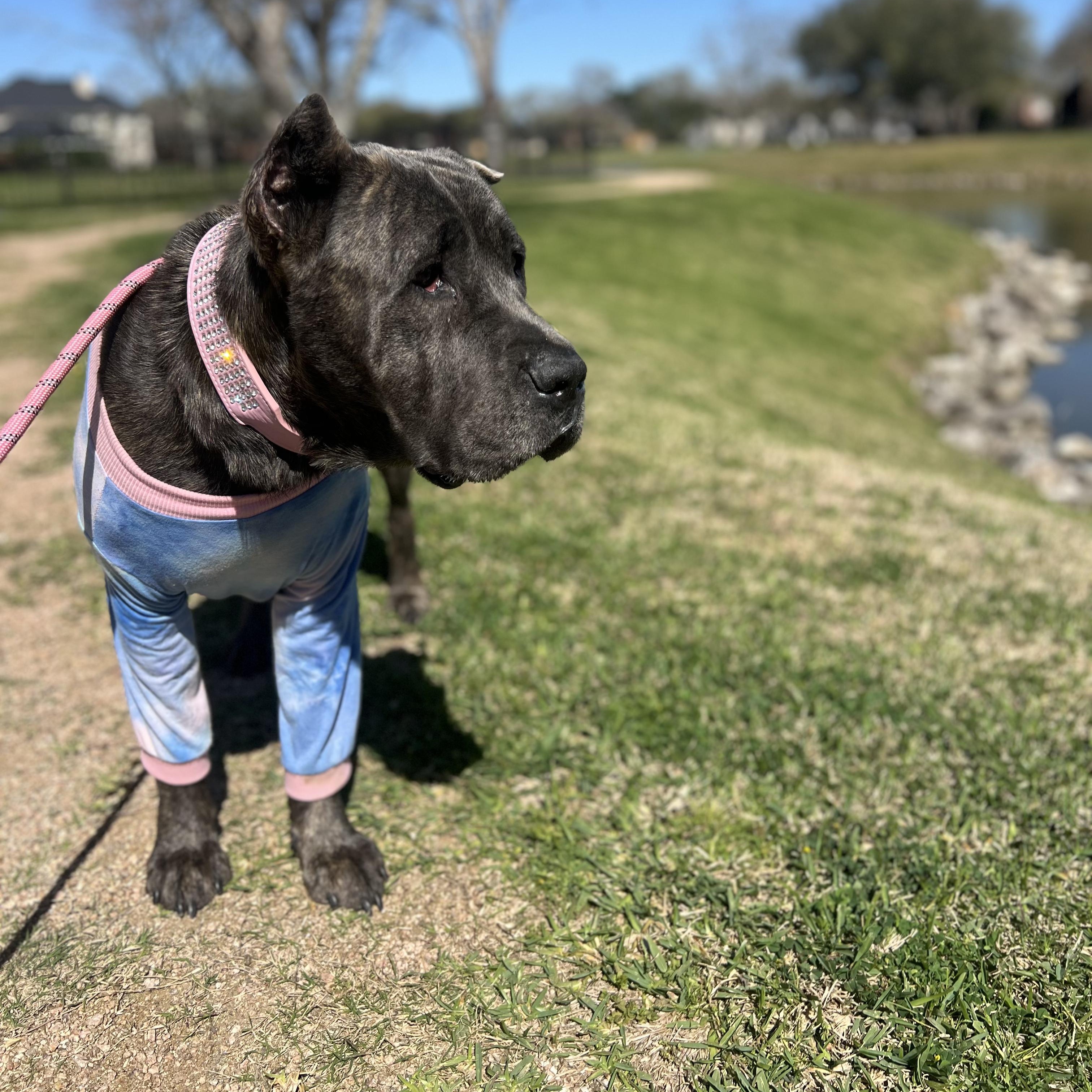 Enlarge TEXAS, HOUSTON; "GRACIE", a Adopted mixed breed in Houston, TX image 3/6