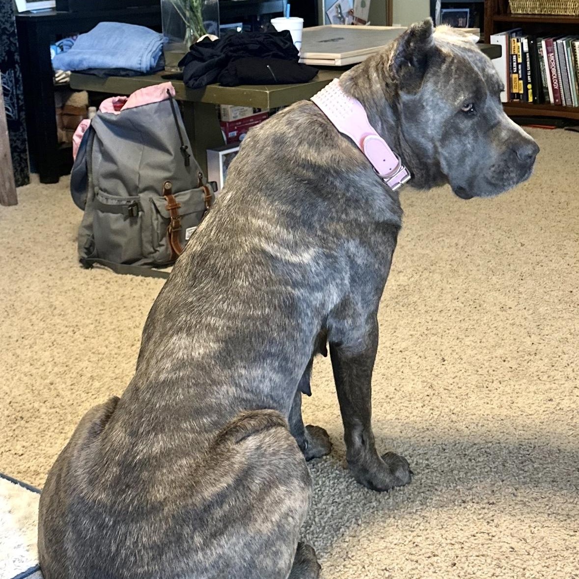 Enlarge TEXAS, HOUSTON; "GRACIE", a Adopted mixed breed in Houston, TX image 2/6