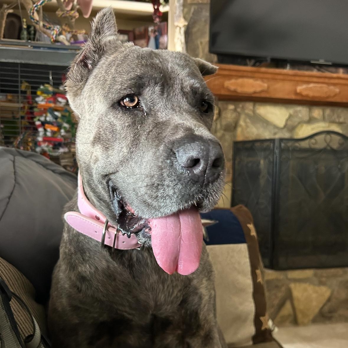 TEXAS, HOUSTON; "GRACIE", Adopted, Adult Female Cane Corso.