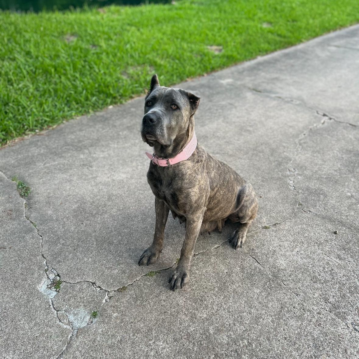 Enlarge TEXAS, HOUSTON; "GRACIE", a Adopted mixed breed in Houston, TX image 4/6
