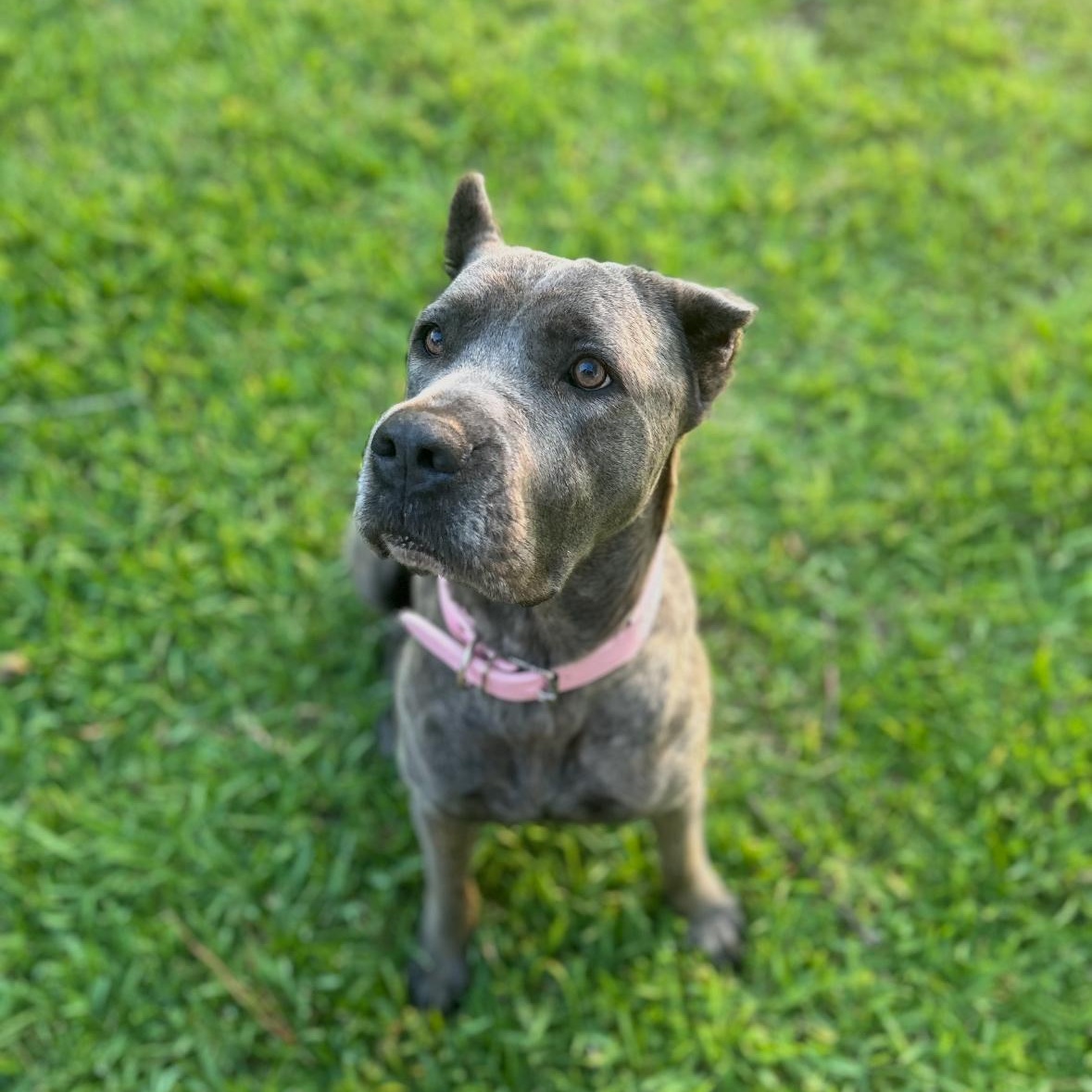 Enlarge TEXAS, HOUSTON; "GRACIE", a Adopted mixed breed in Houston, TX image 5/6