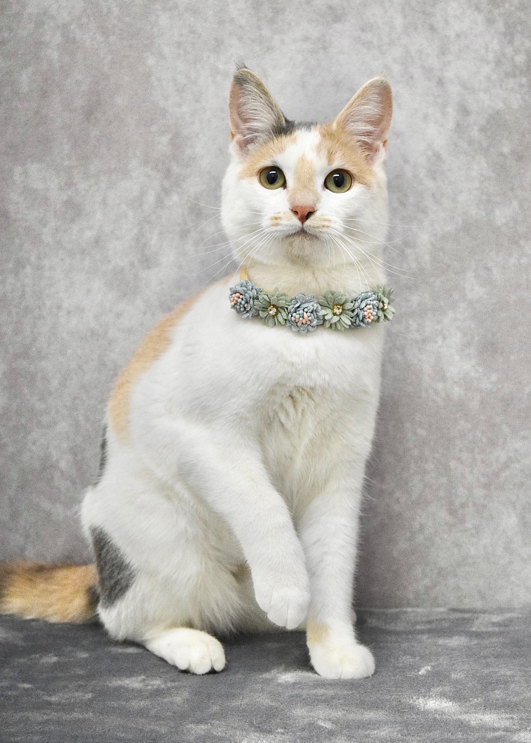 Flower, a ADOPTABLE Domestic Short Hair in Dublin, CA image 2/3