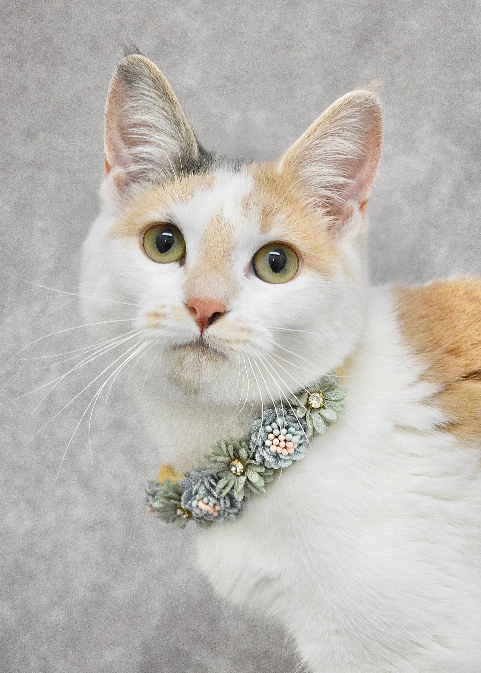 Flower, ADOPTABLE, Young Female Domestic Short Hair.