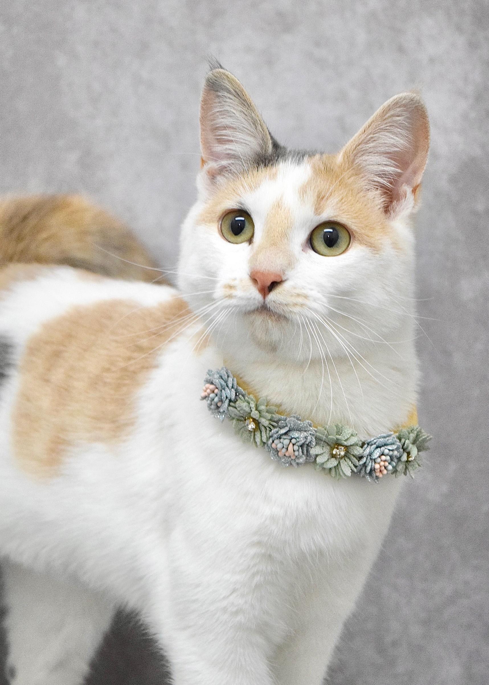 Flower, a ADOPTABLE Domestic Short Hair in Dublin, CA image 3/3