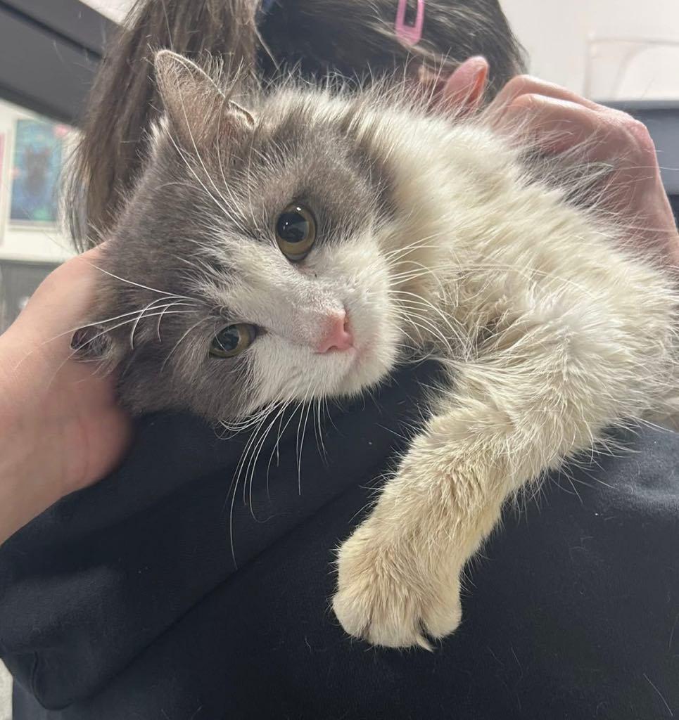 Enlarge Grandma, a ADOPTABLE Domestic Long Hair in Cortland, OH image 1/1
