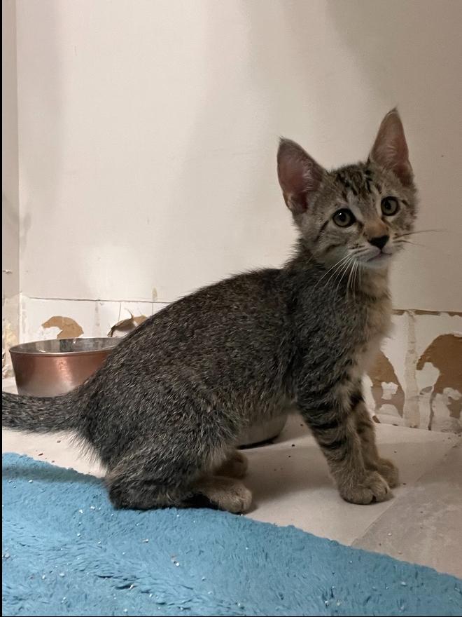 Voulez-Vous, Adoptable, Kitten Male Domestic Short Hair.