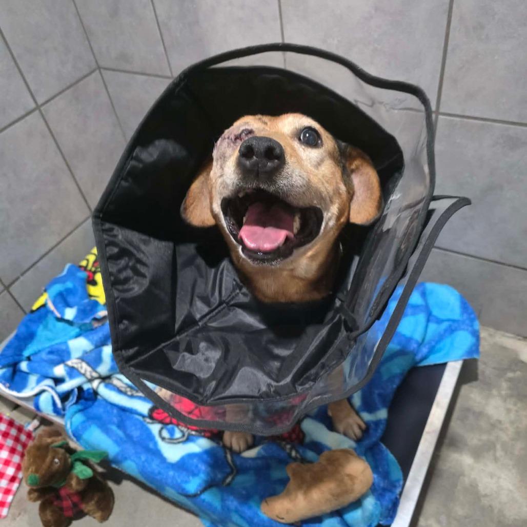 Enlarge Winx, a Adoptable Mixed Breed in Jackson, MO image 2/6