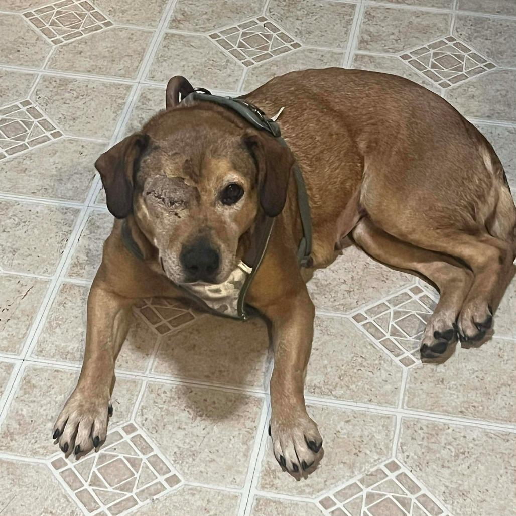 Enlarge Winx, a Adoptable Mixed Breed in Jackson, MO image 4/6