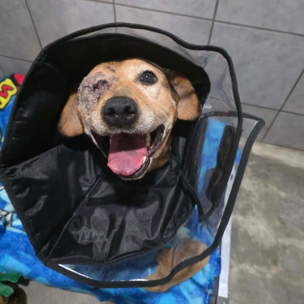 Enlarge Winx, a Adoptable Mixed Breed in Jackson, MO image 6/6