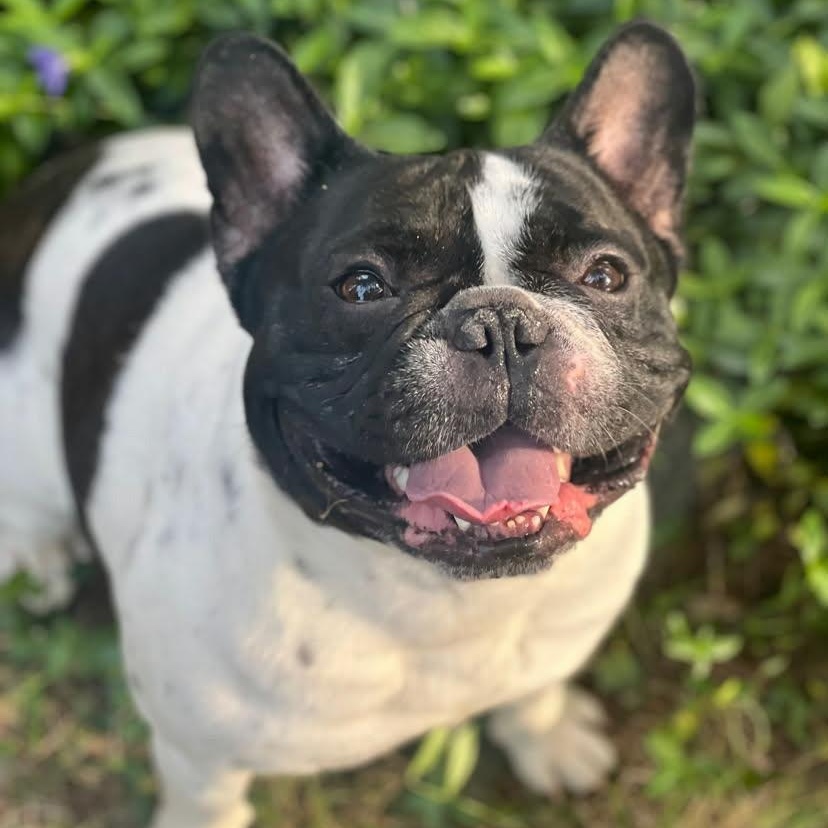 Enlarge Papote, a Adoptable French Bulldog in Stamford, CT image 1/4