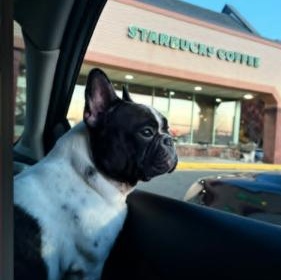 Enlarge Papote, a Adoptable French Bulldog in Stamford, CT image 2/4