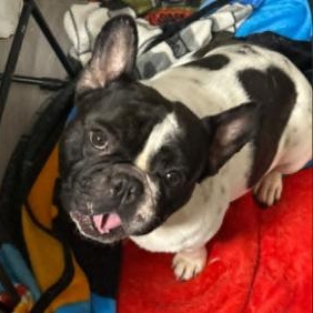 Enlarge Papote, a Adoptable French Bulldog in Stamford, CT image 4/4