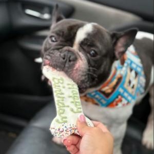 Enlarge Papote, a Adoptable French Bulldog in Stamford, CT image 3/4