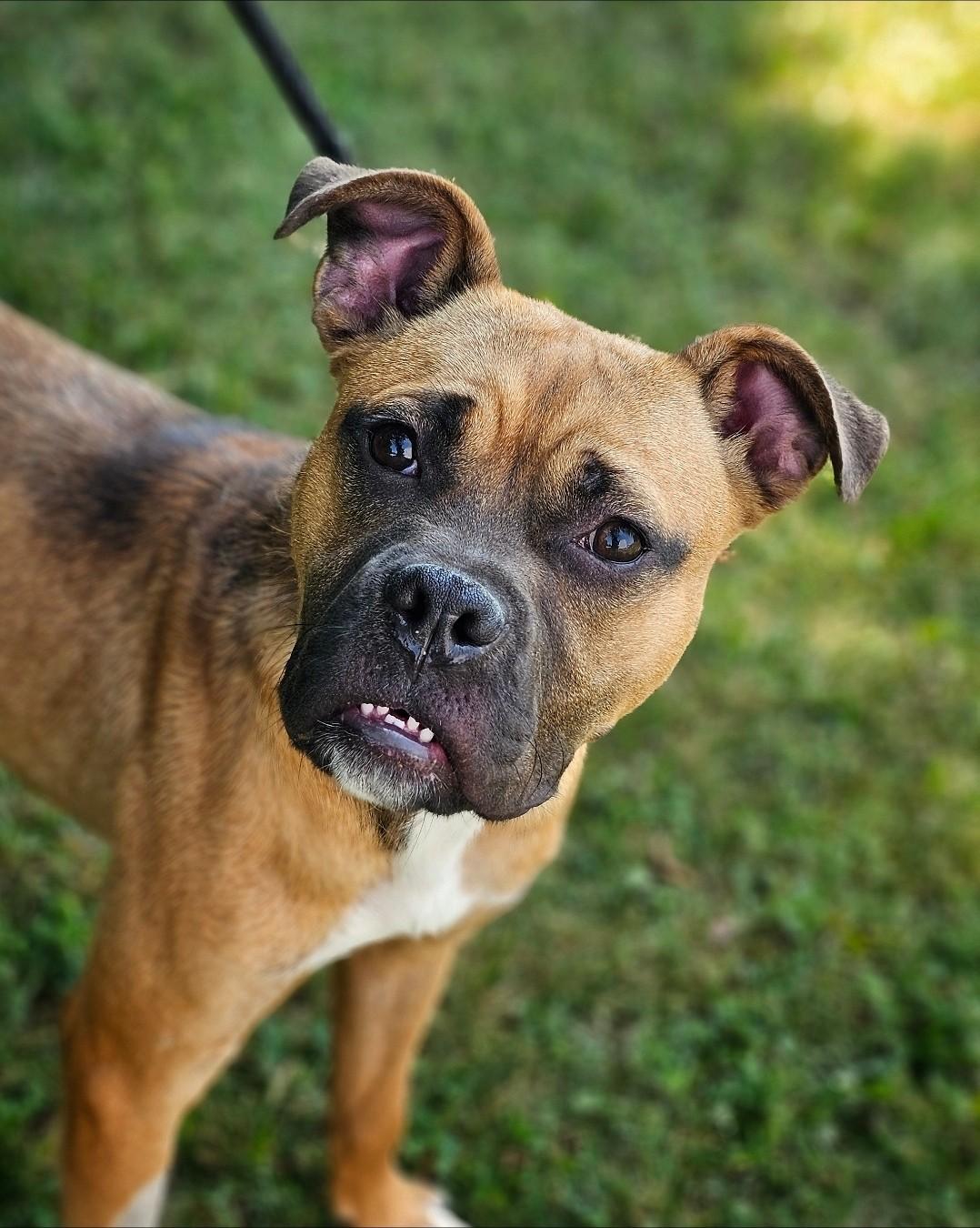 Enlarge Phineas (Prison Dog), an adopted mixed breed in Bay City, MI image 2/2