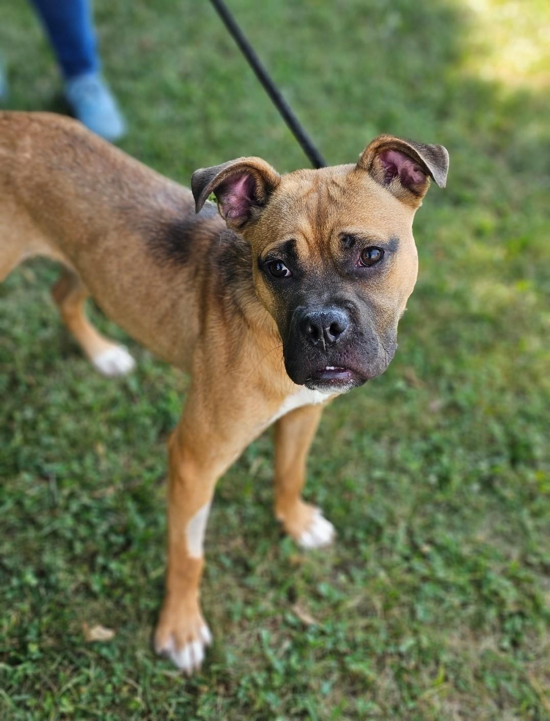 Phineas (Prison Dog), Adoptable, Young Male Boxer & Bulldog.