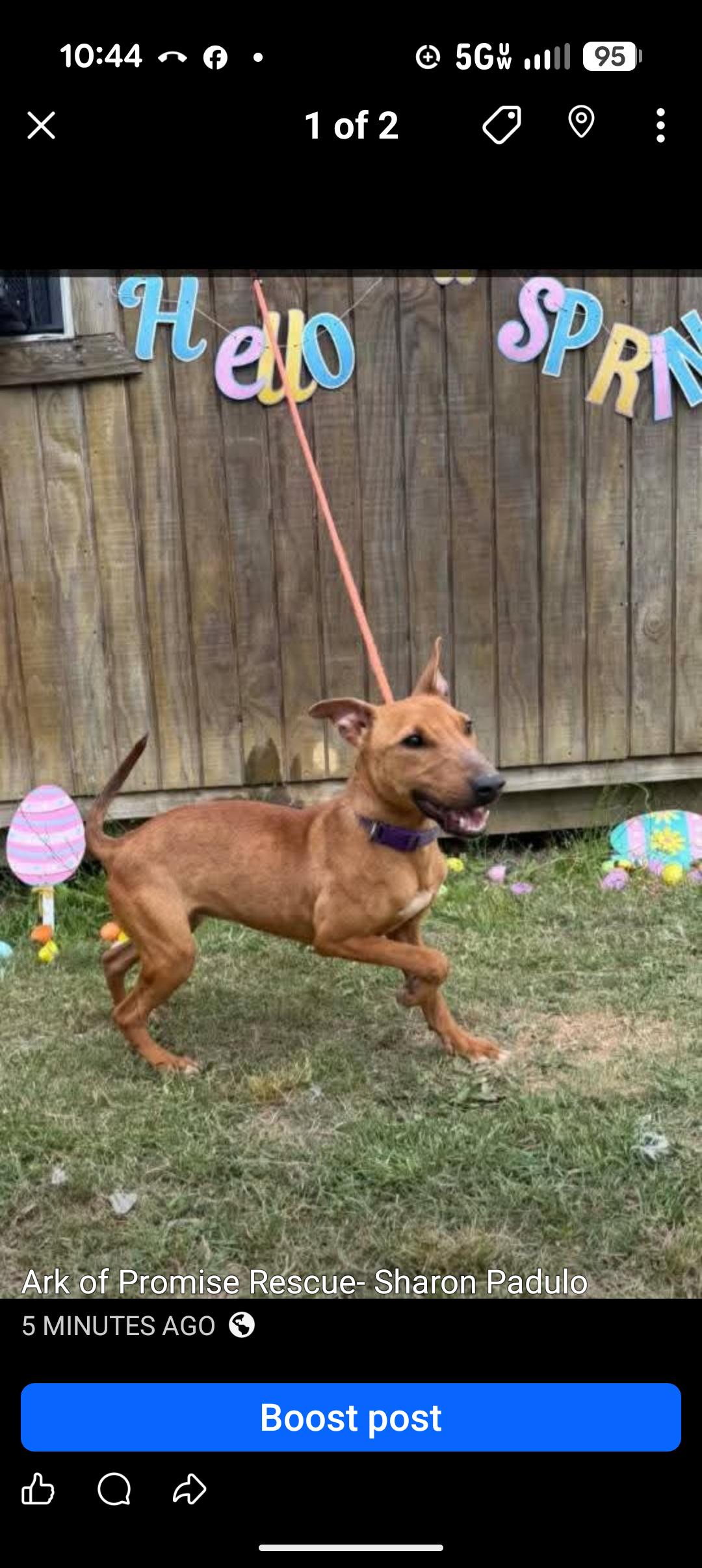 LUCY, ADOPTABLE, Young Female Bull Terrier & Dachshund.