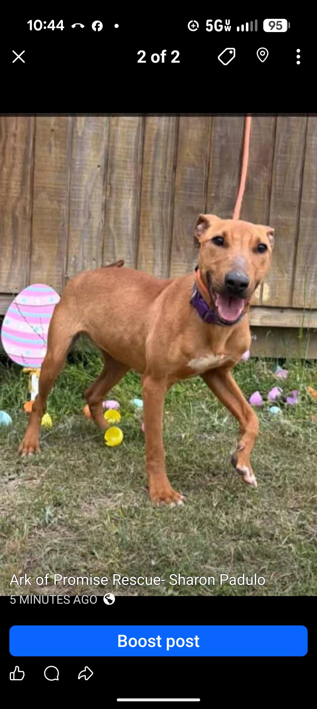 Enlarge LUCY, a ADOPTABLE mixed breed in Browns Mills, NJ image 2/2
